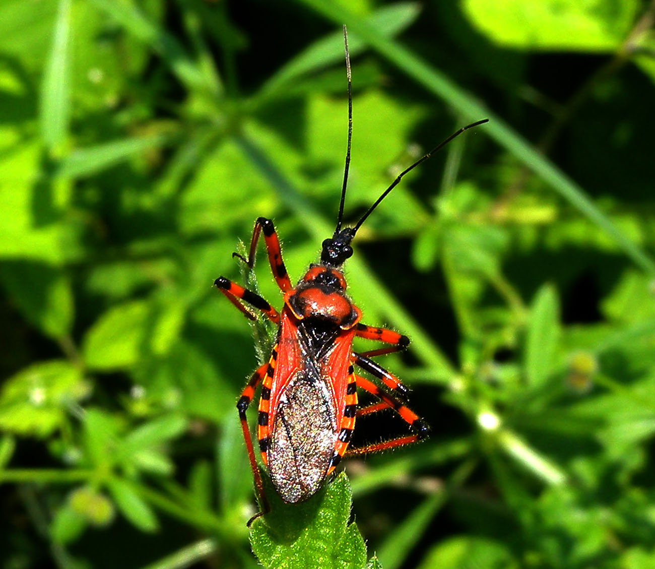 Rhynocoris ?